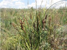 Iris-nota_плодоношение